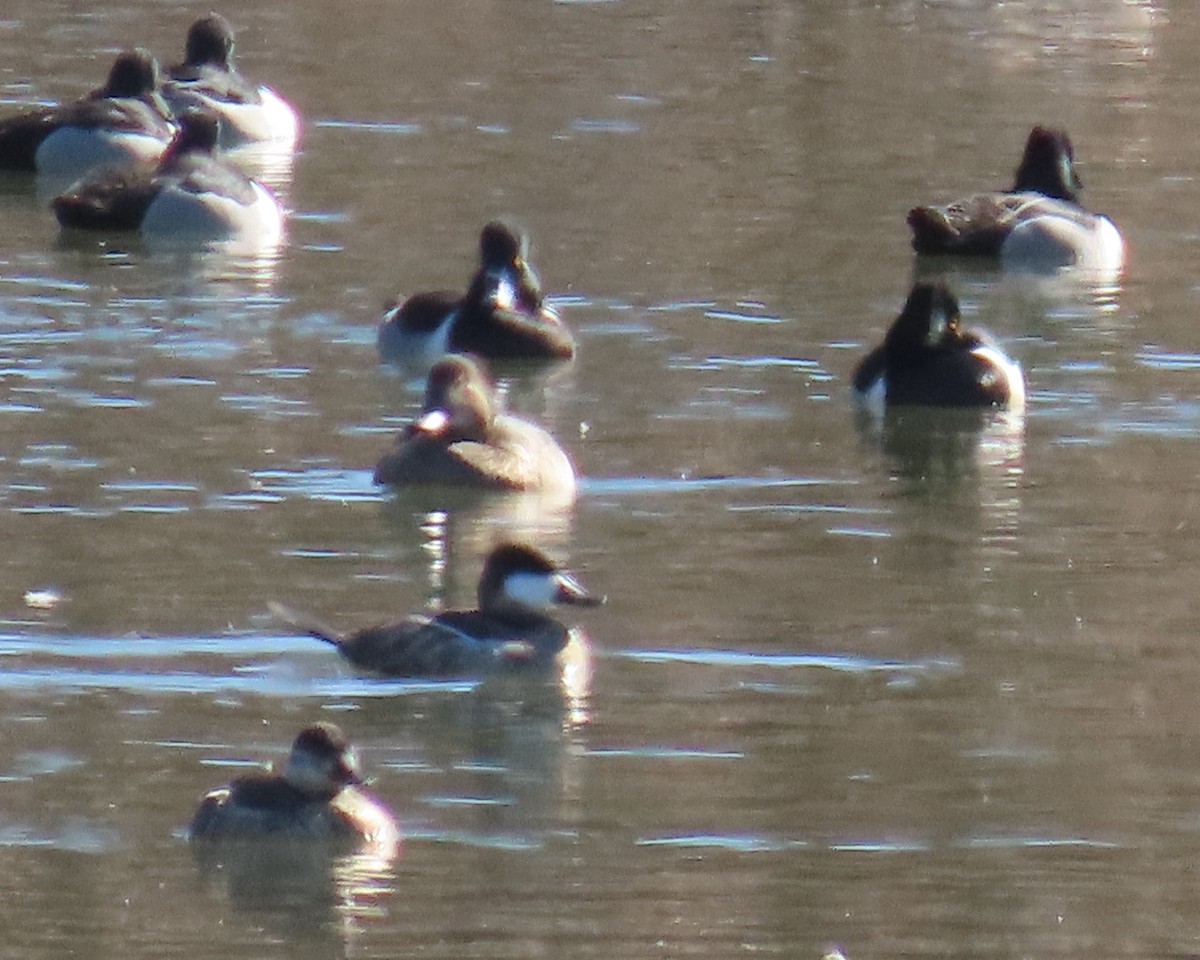 Ruddy Duck - ML650611066