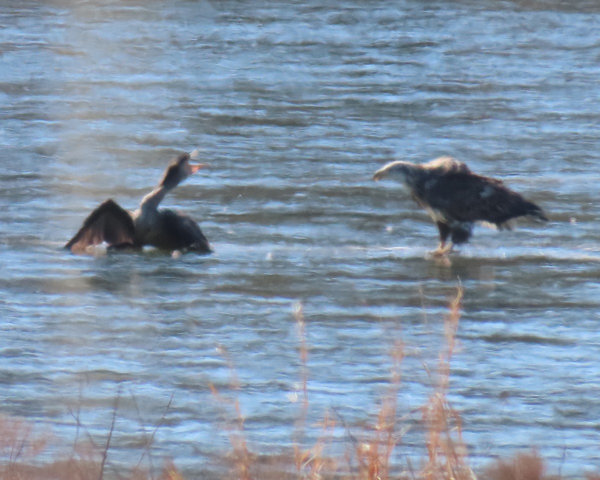 Bald Eagle - ML650611083