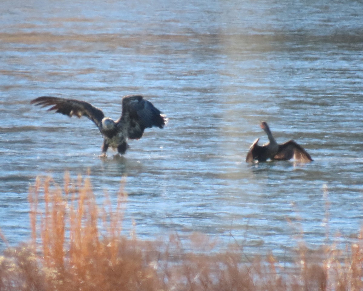 Bald Eagle - ML650611084