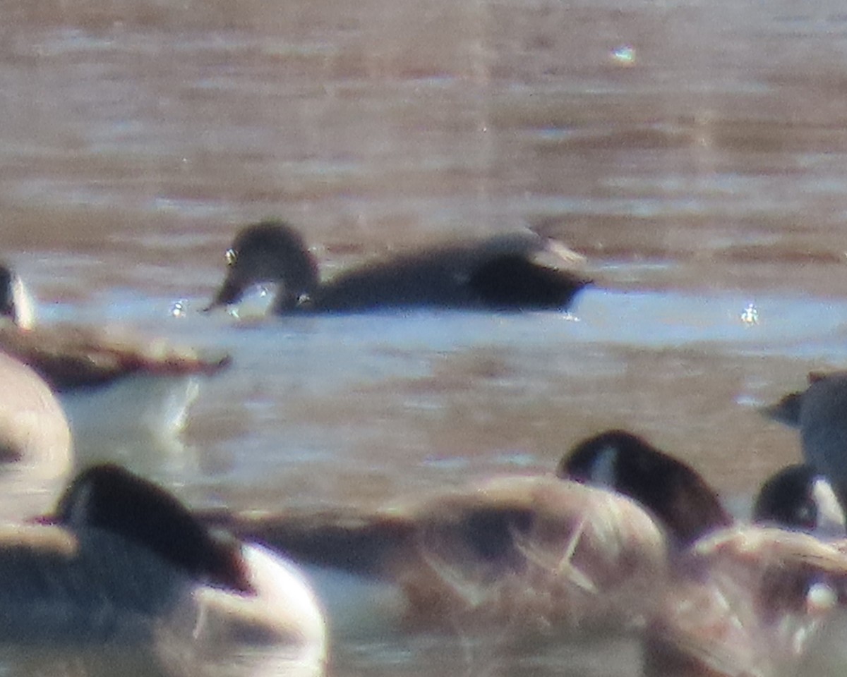 Gadwall - ML650611099