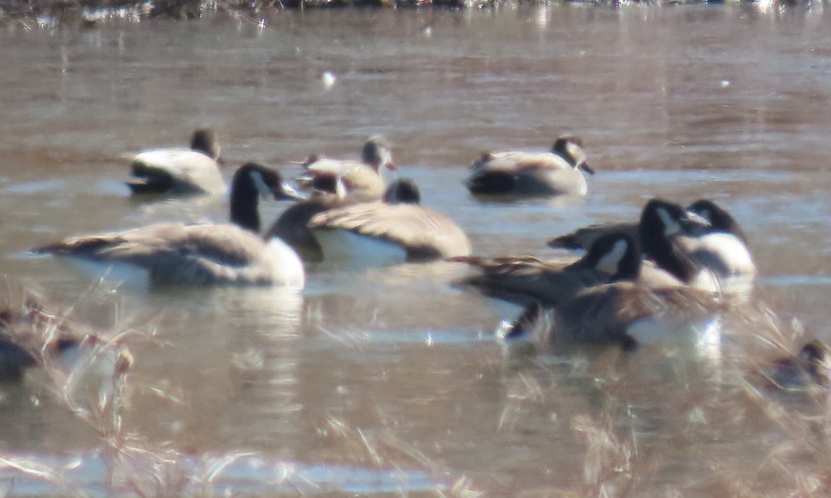 Gadwall - ML650611100