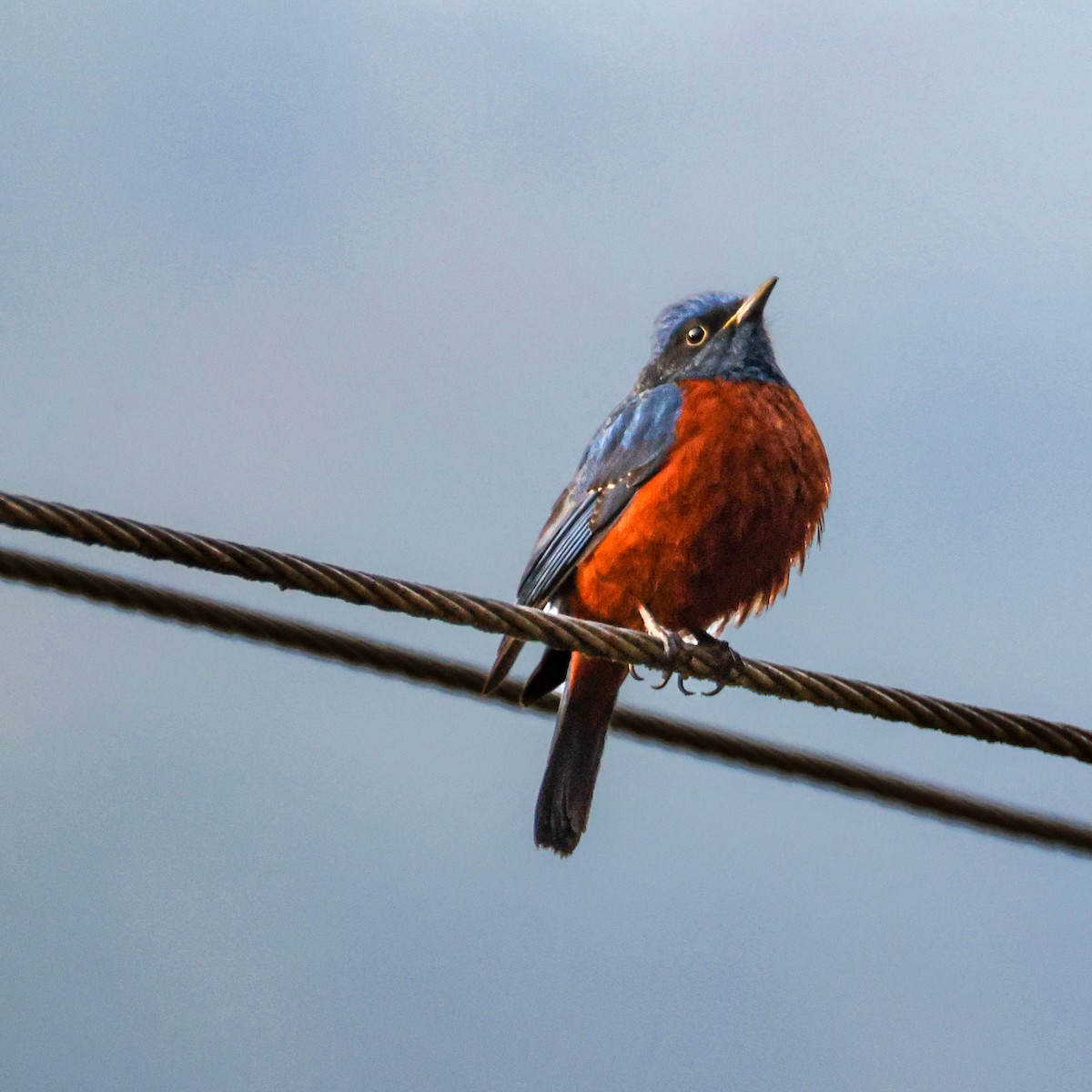 Chestnut-bellied Rock-Thrush - ML650611102