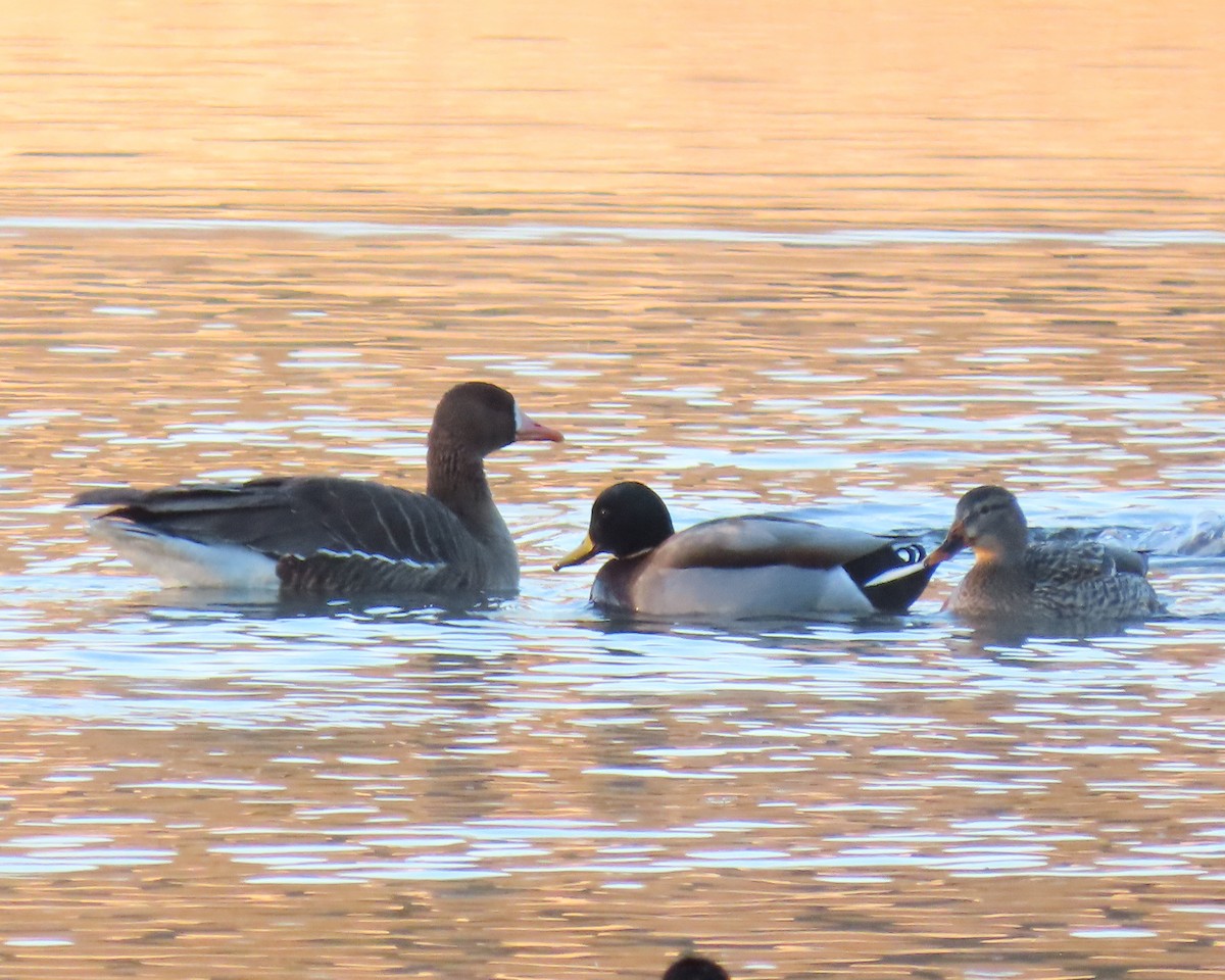 Greater White-fronted Goose - ML650611387