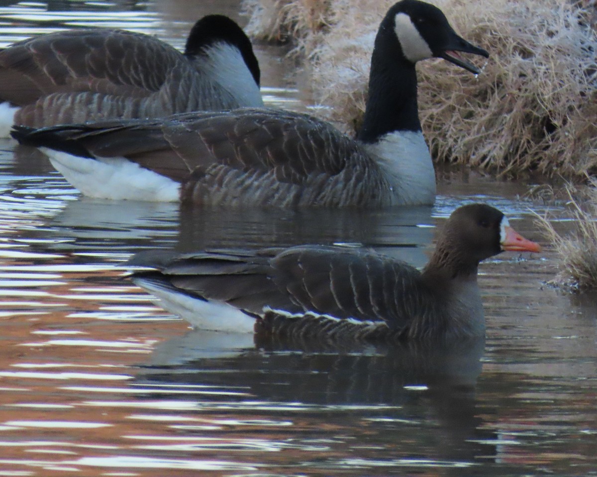 Greater White-fronted Goose - ML650611388