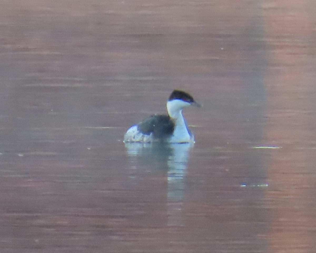 Horned Grebe - ML650611401