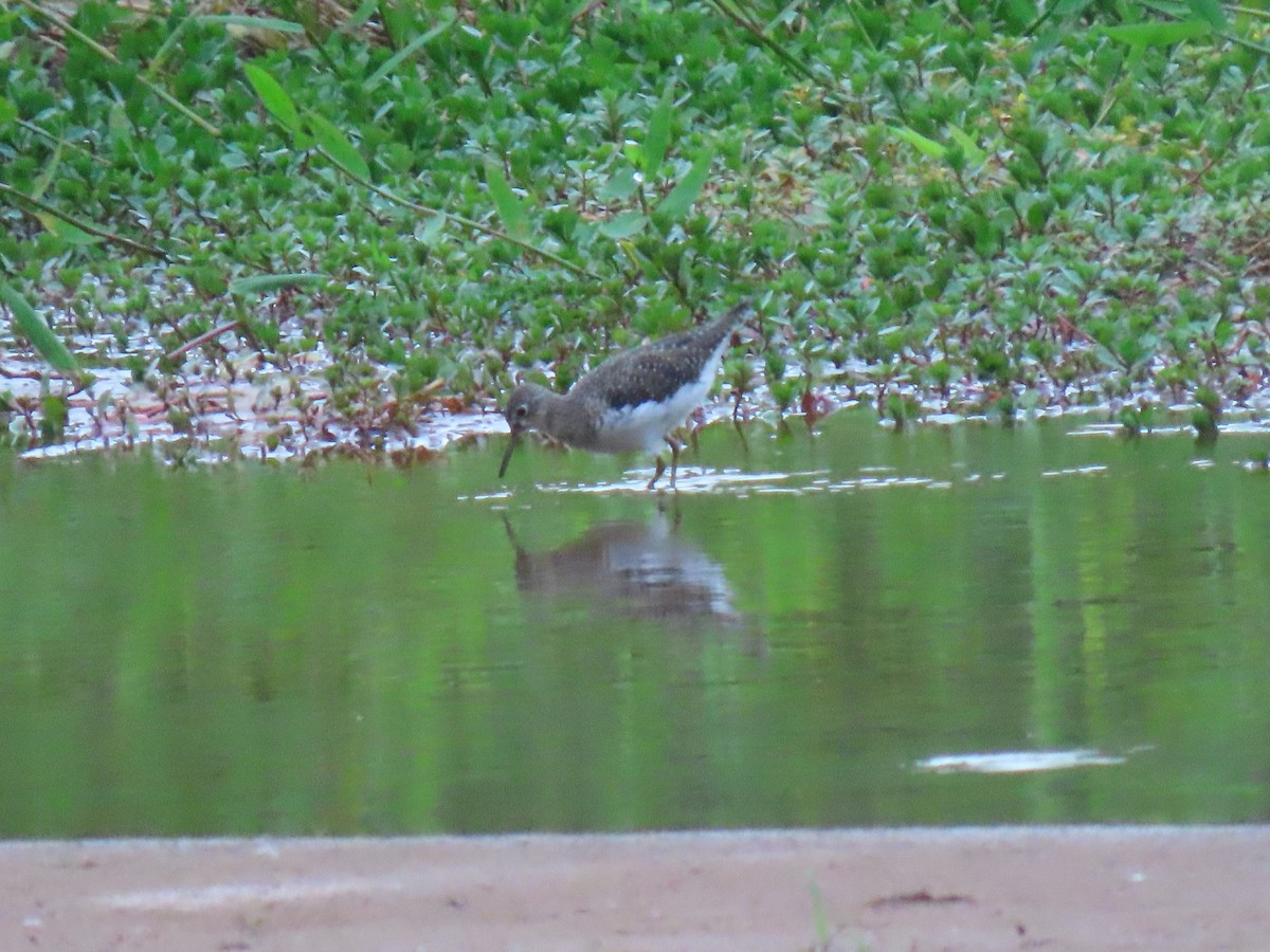 Einsiedelwasserläufer - ML650611492