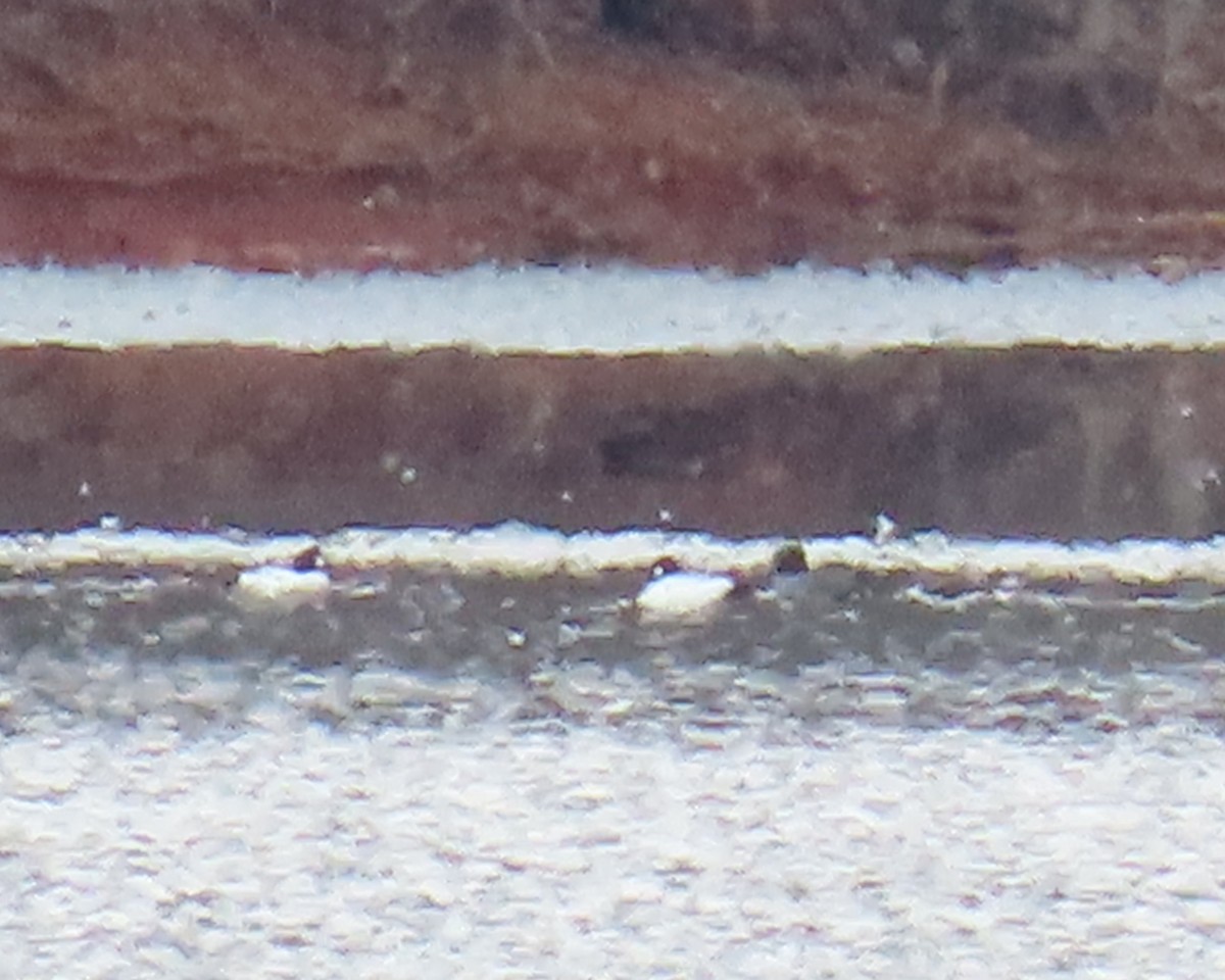 Common Goldeneye - ML650611546