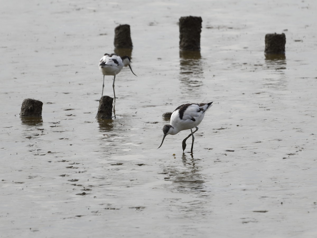Pied Avocet - ML650611576