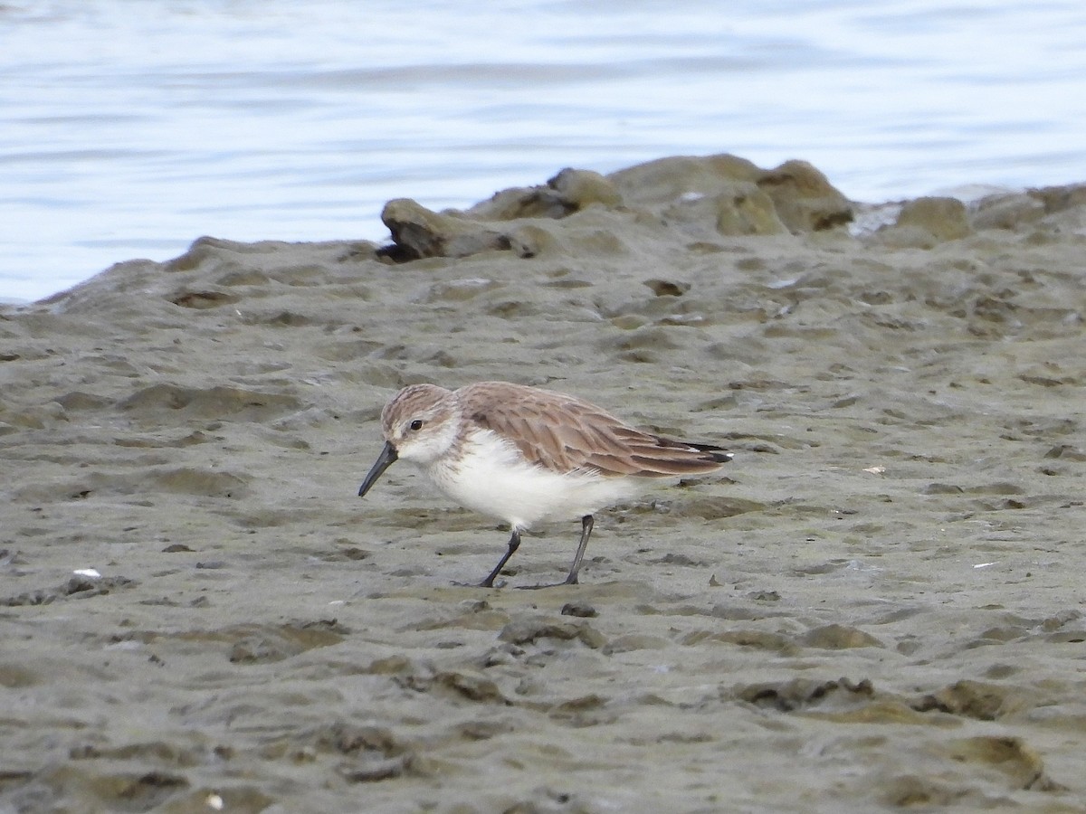 Bergstrandläufer - ML650611980