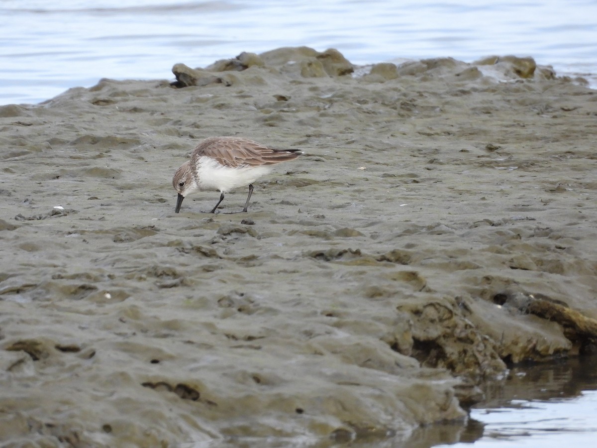 Bergstrandläufer - ML650611998