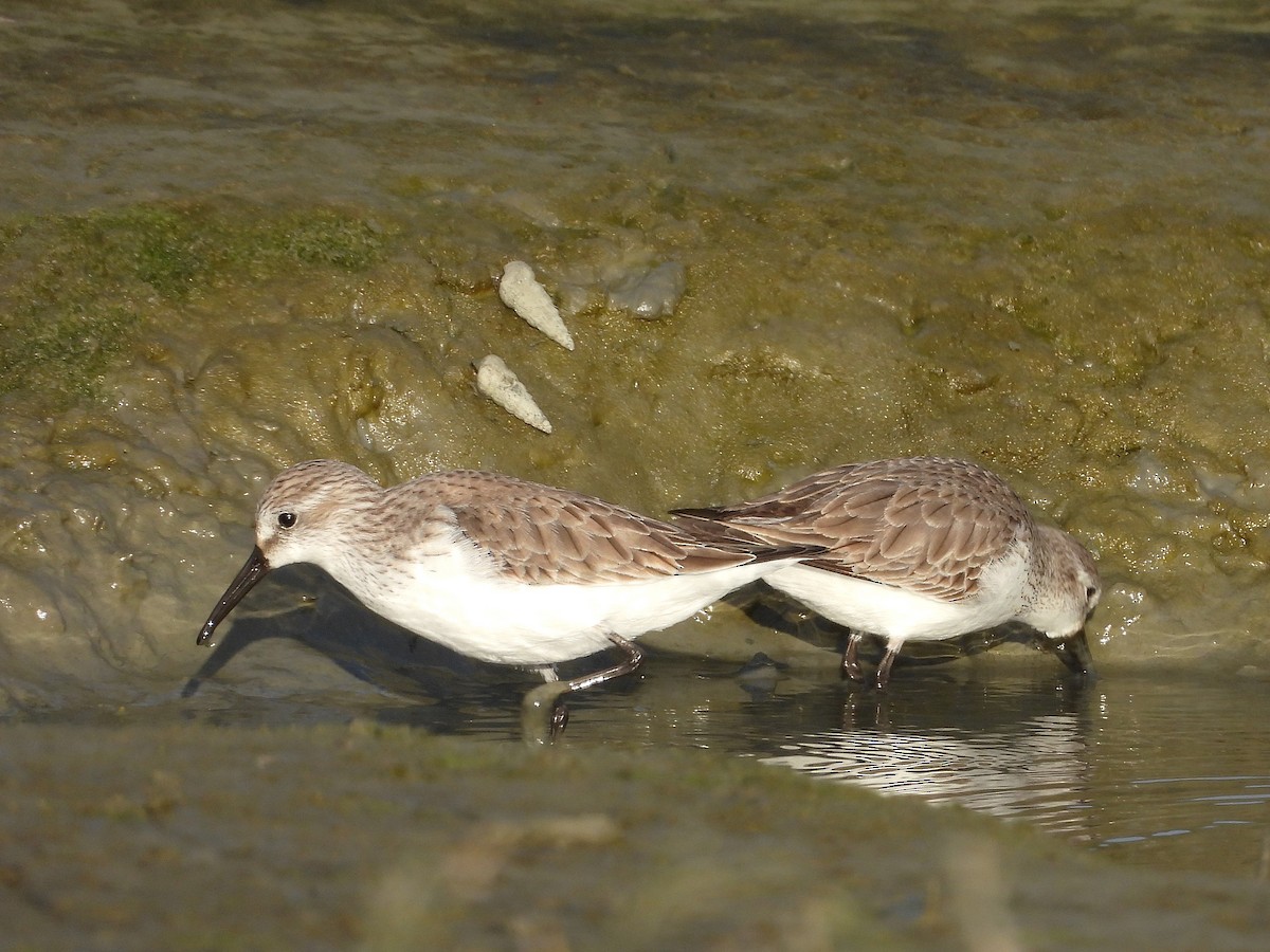Bergstrandläufer - ML650612020