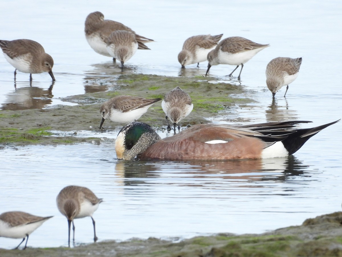 Bergstrandläufer - ML650612046