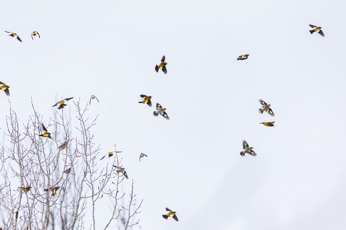 Кіпаль жовтобровий - ML650612063