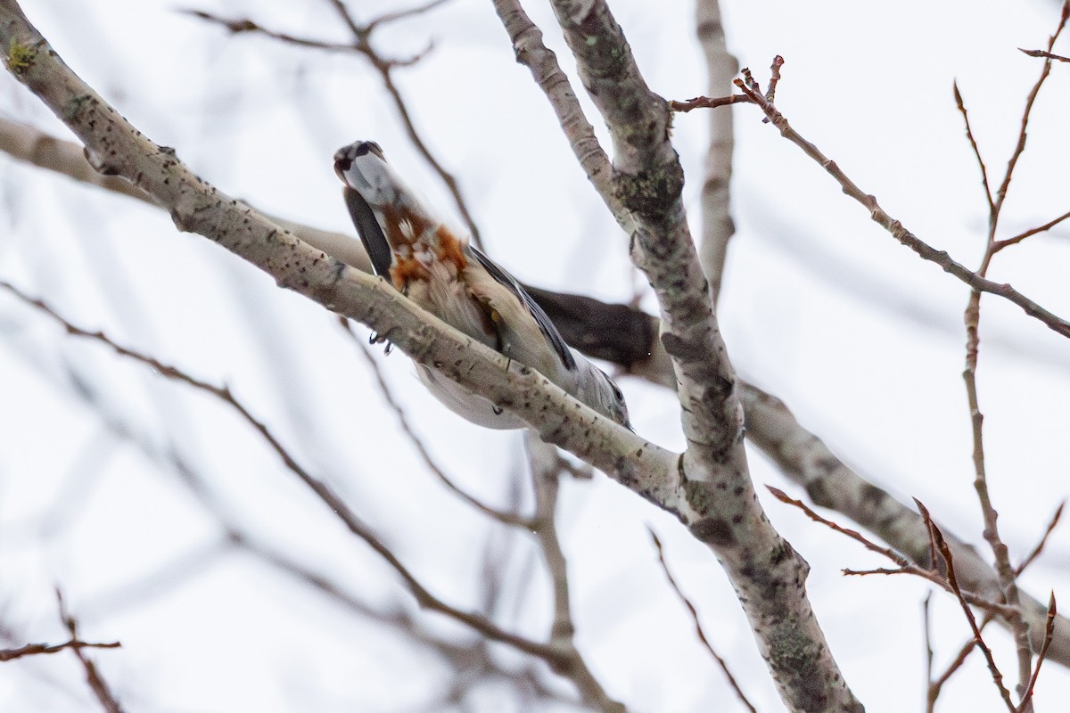 White-breasted Nuthatch - ML650612090