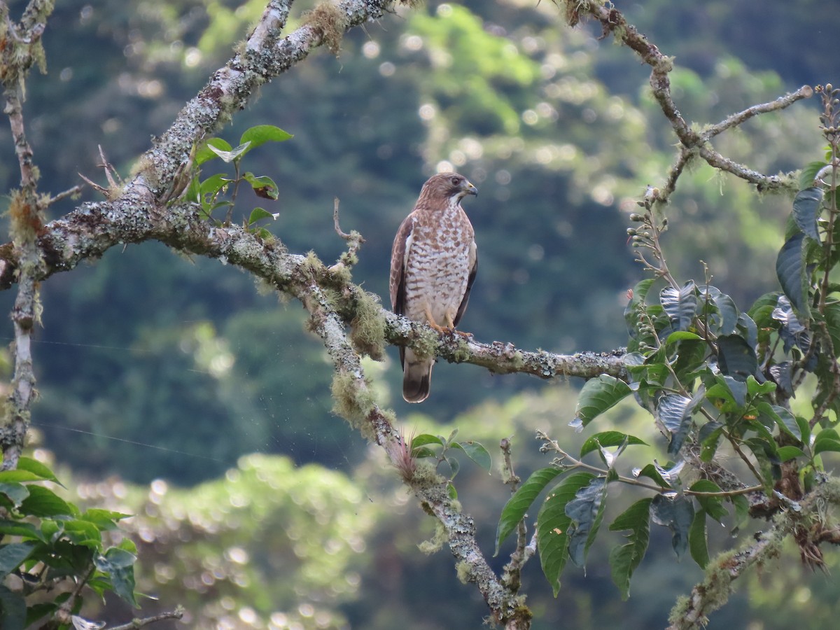 Broad-winged Hawk - ML650612181