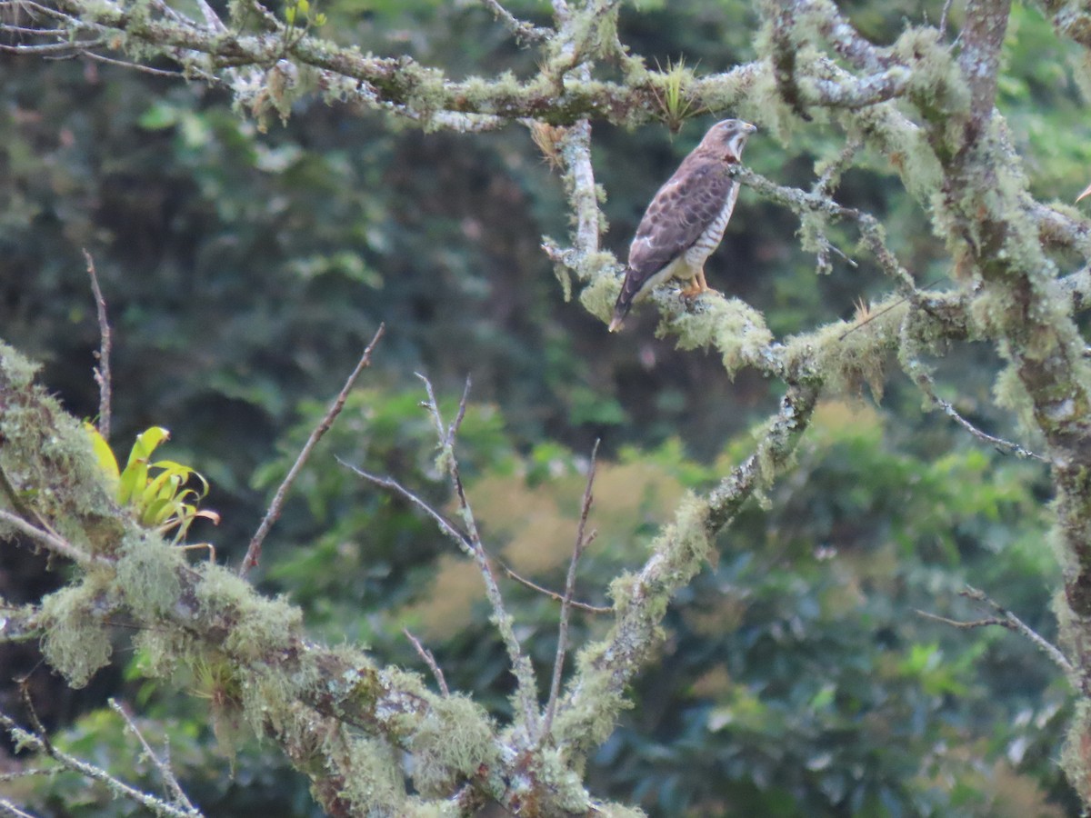 Broad-winged Hawk - ML650612182