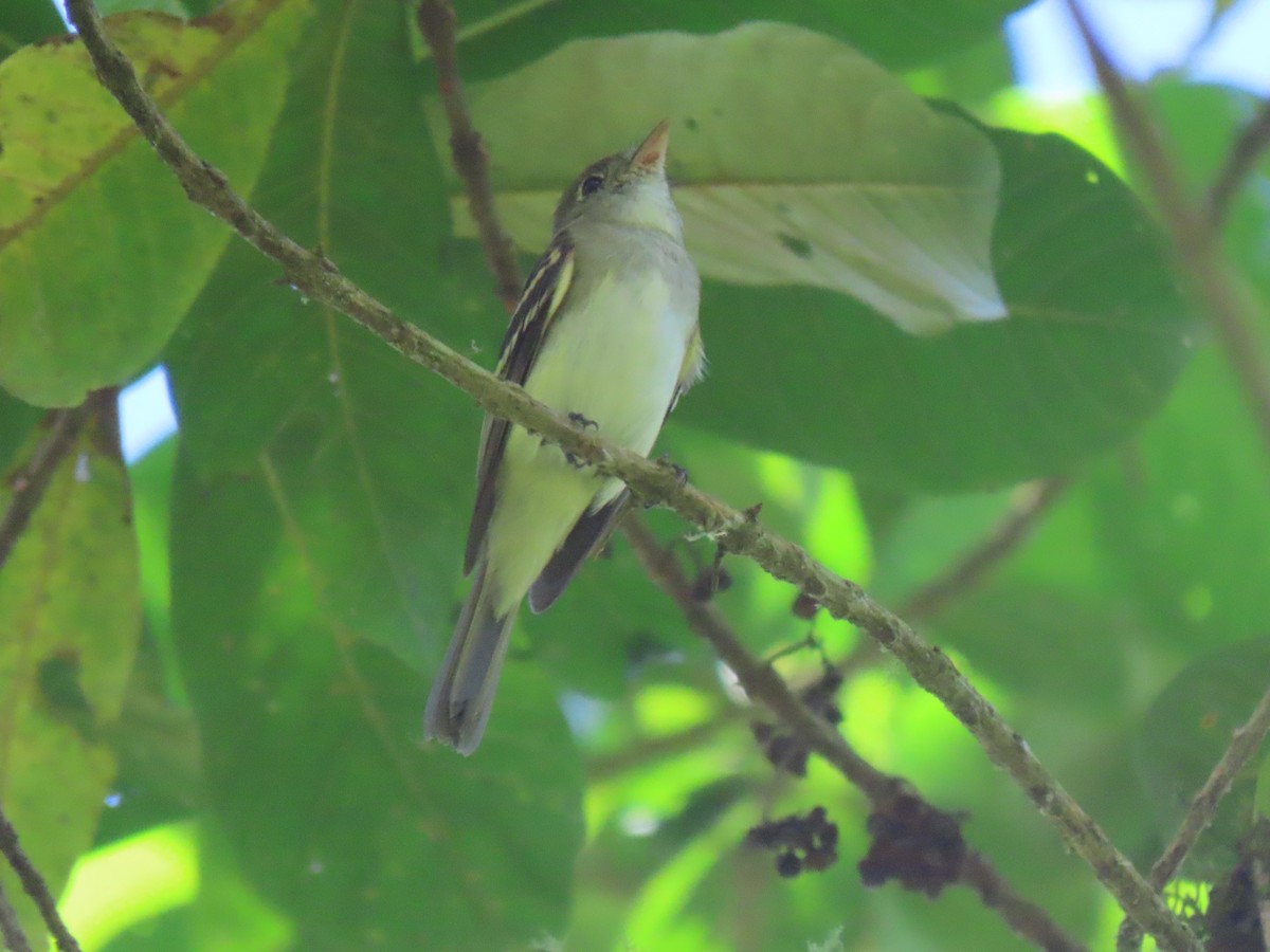 Acadian Flycatcher - ML650612226