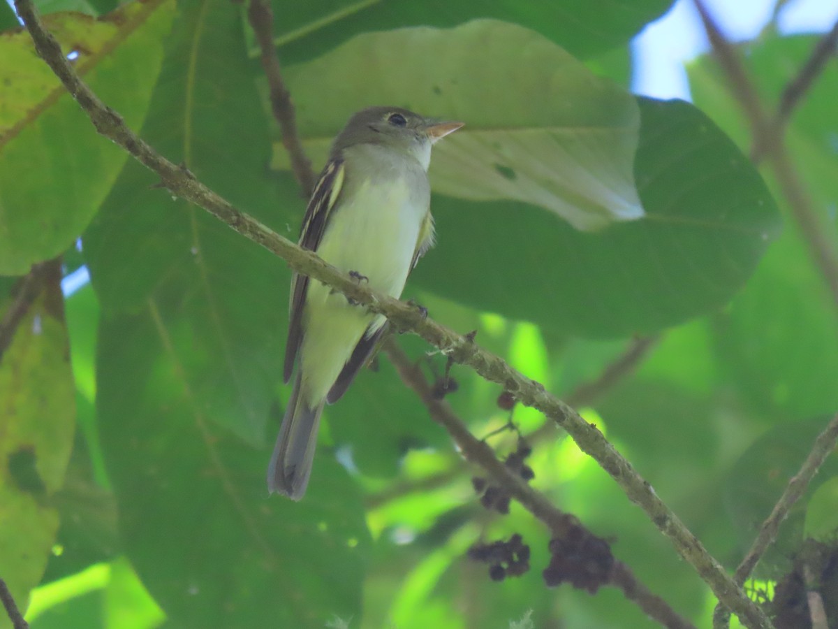 Acadian Flycatcher - ML650612228