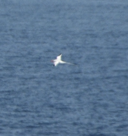 småtropikkfugl - ML650612233