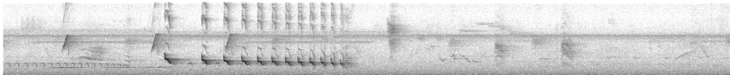 White-lined Antbird - ML650612754