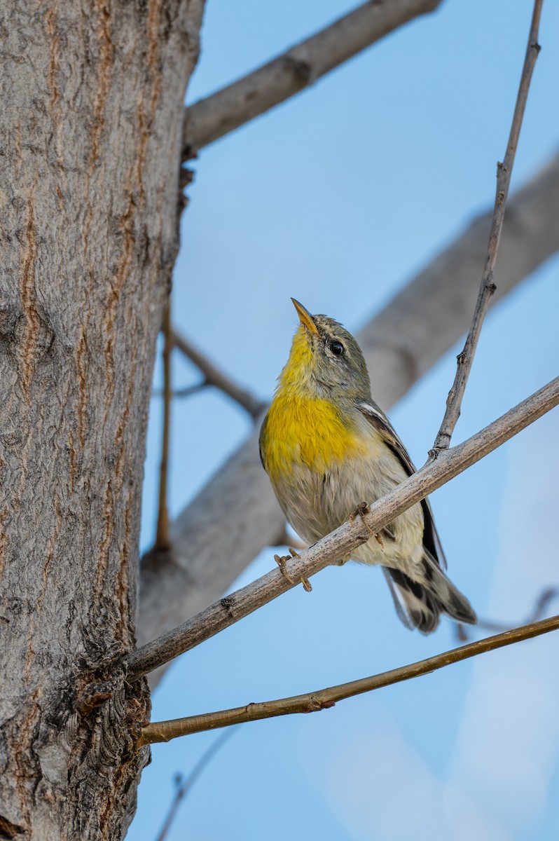 Northern Parula - ML650612873
