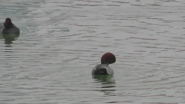 Redhead - ML650612915