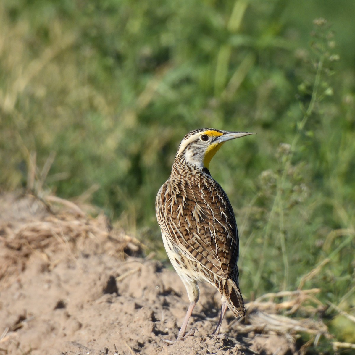 Western Meadowlark - ML650612947