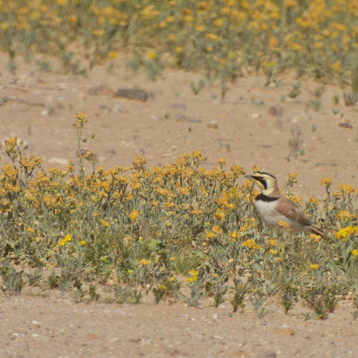 Horned Lark - ML650612952