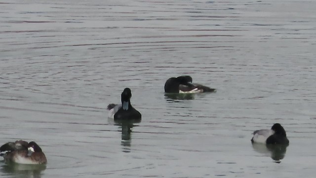Greater Scaup - ML650613019