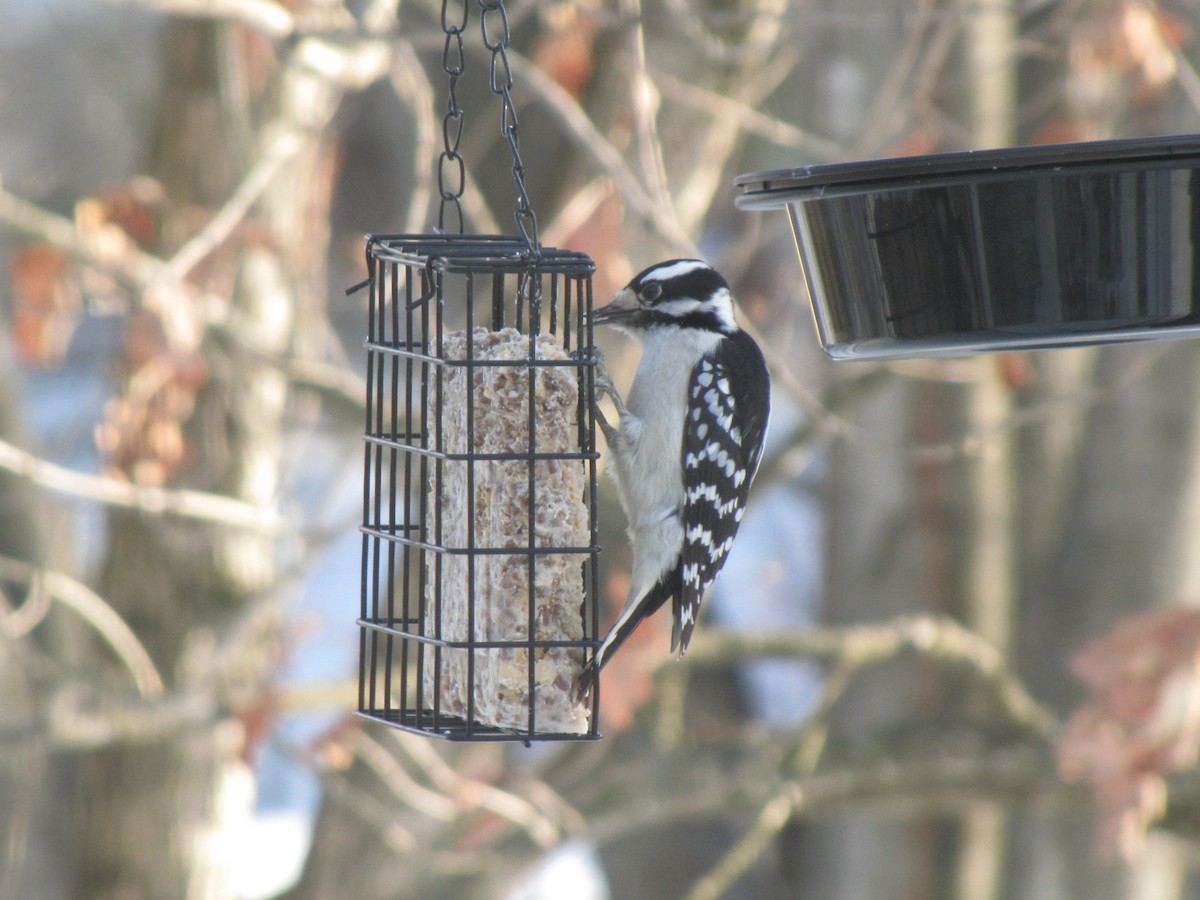 dunspett - ML650613025