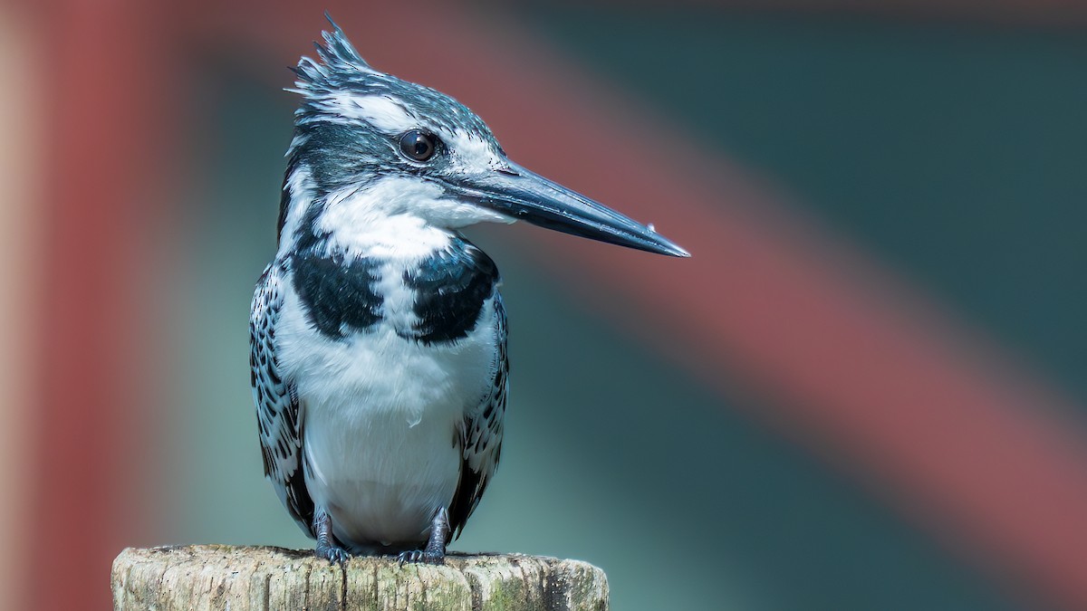 Pied Kingfisher - ML650613031