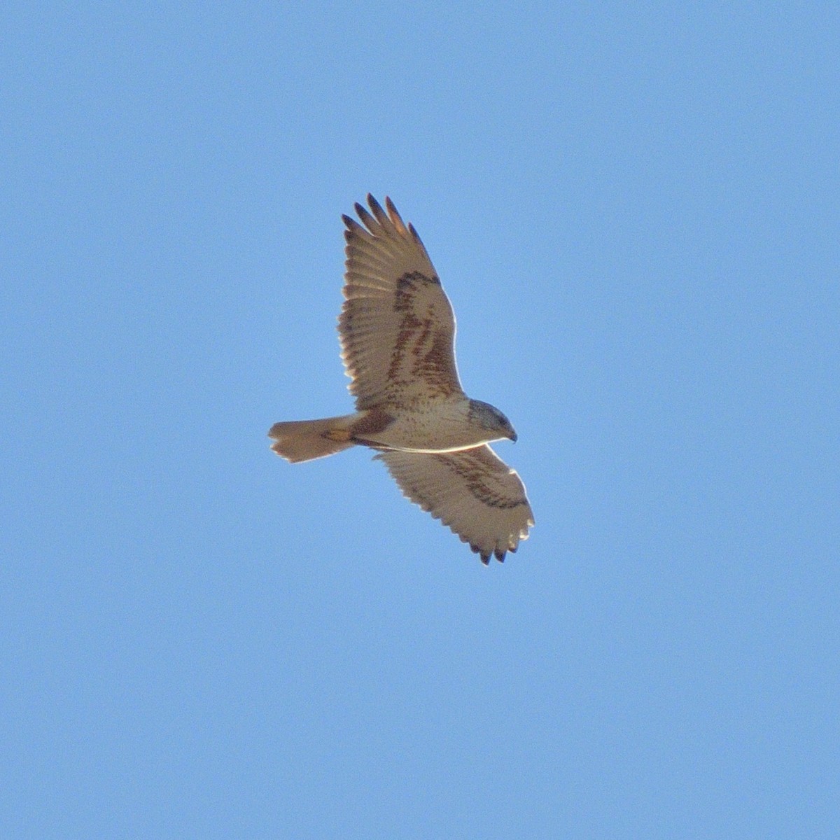 Ferruginous Hawk - ML650613036