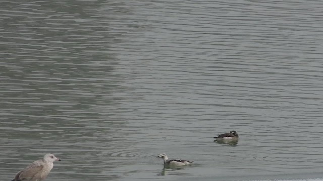 Long-tailed Duck - ML650613049