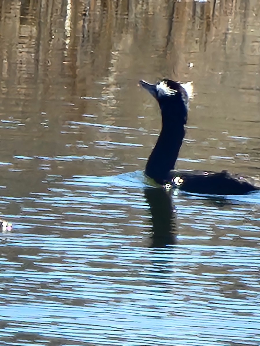 Ушастый баклан - ML650613067