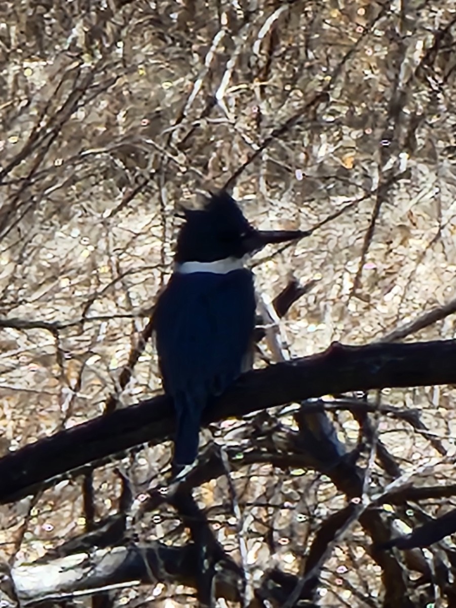 Опоясанный зимородок - ML650613091