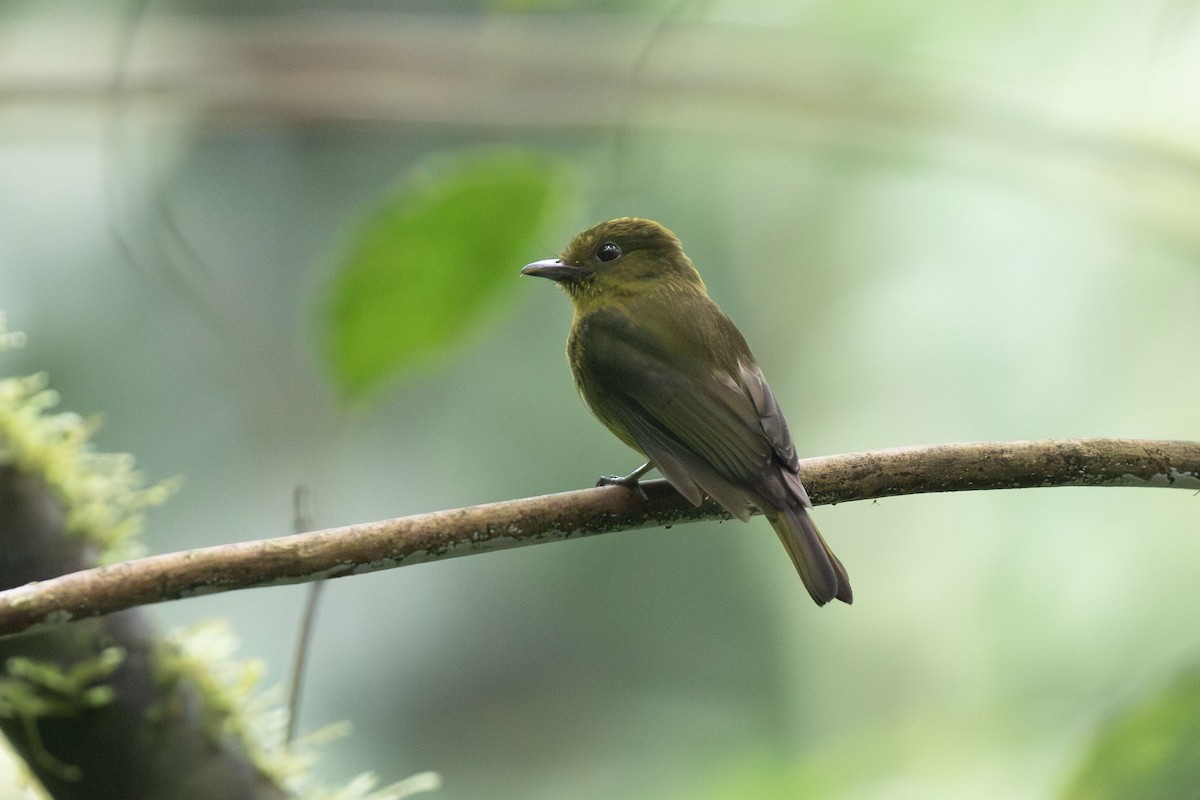 Sapayoa - ML650613094