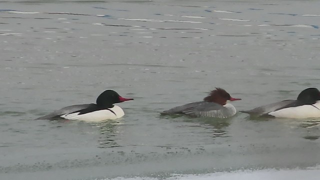 Common Merganser - ML650613096