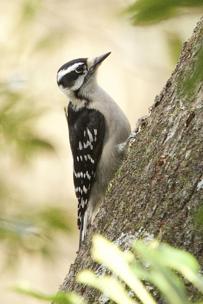 dunspett - ML650613102