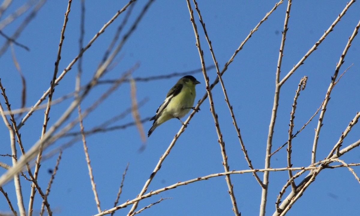 Lesser Goldfinch - ML650613132