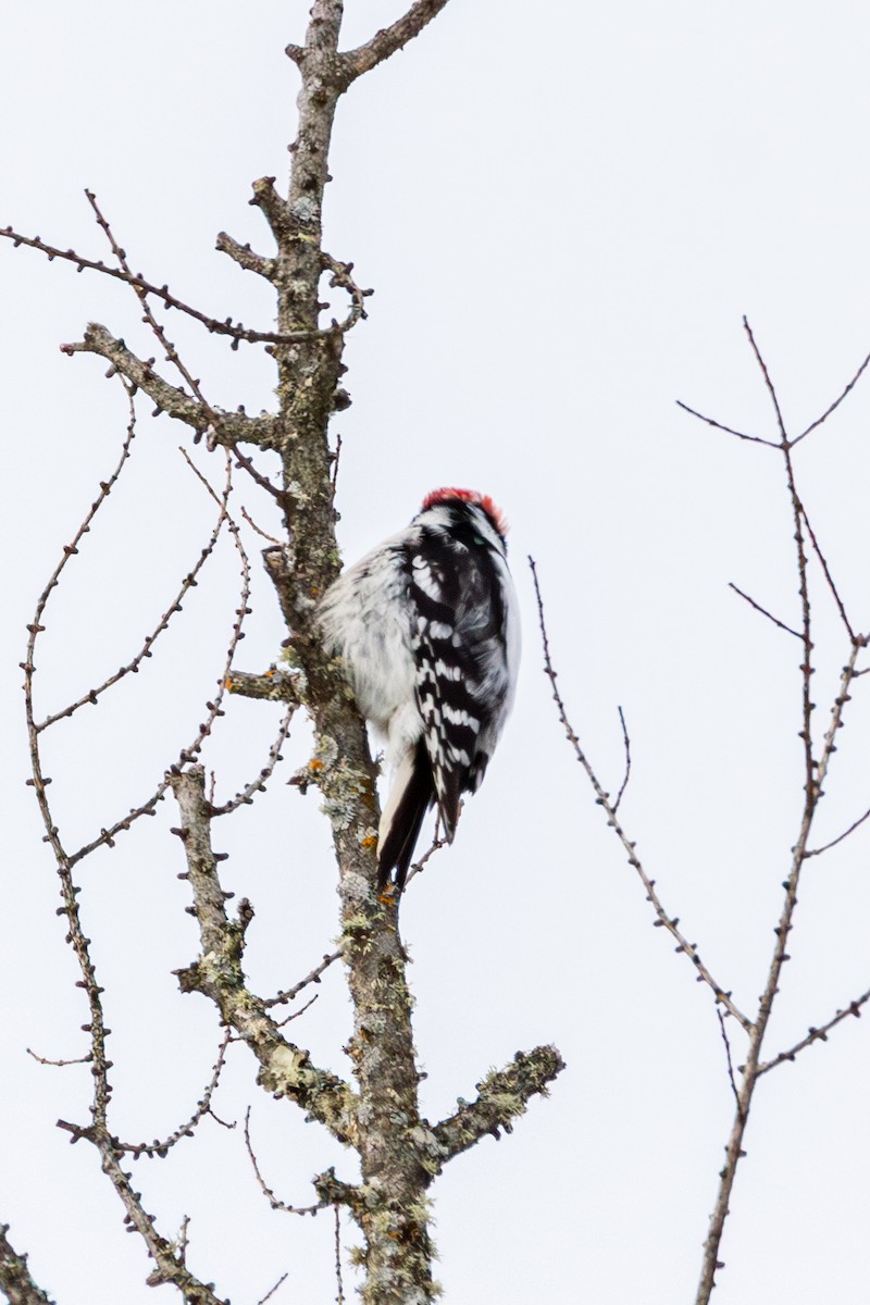 dunspett - ML650613139