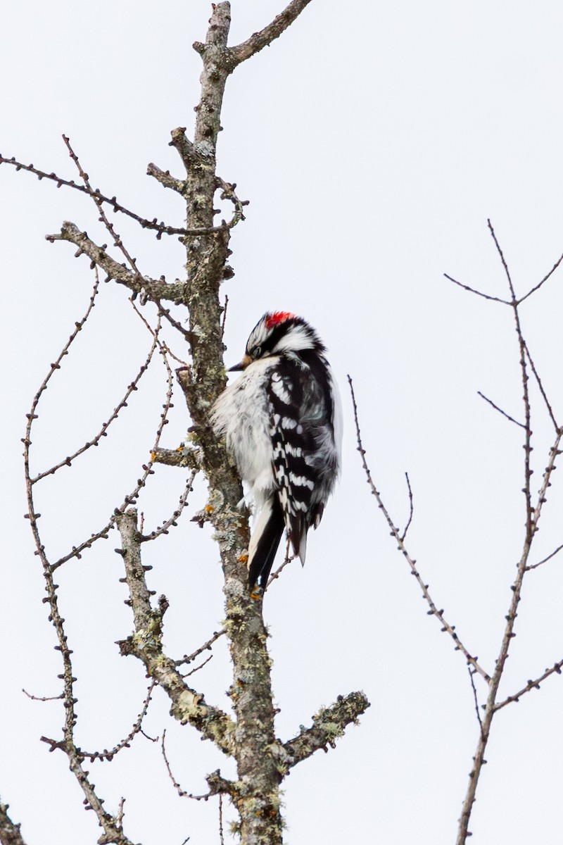 dunspett - ML650613140