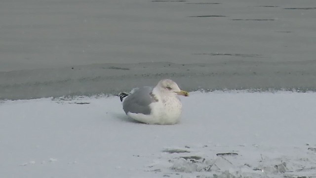 American Herring Gull - ML650613170