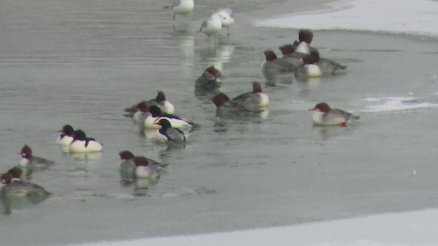 Common Merganser - ML650613176