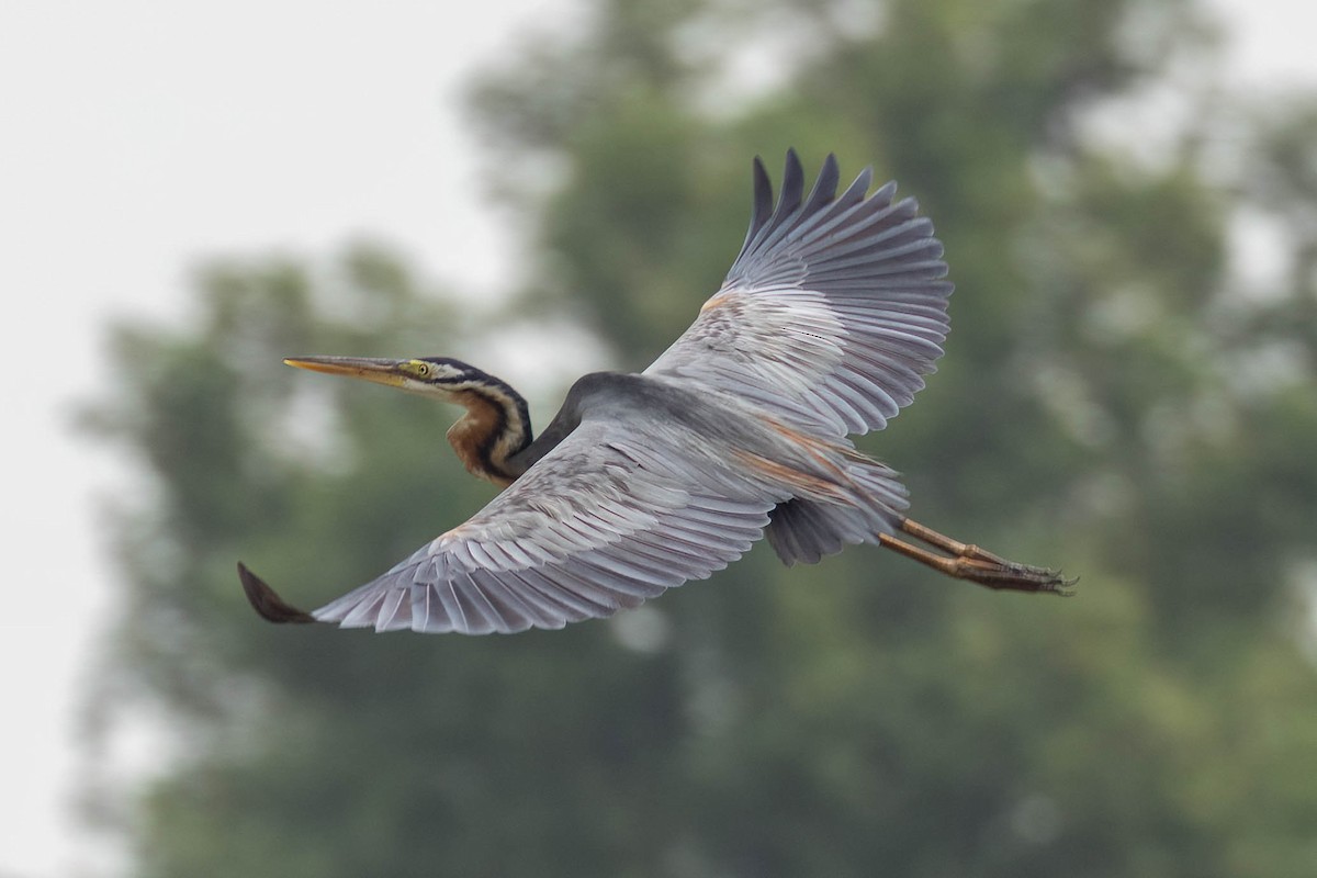 Garza Imperial - ML650613245