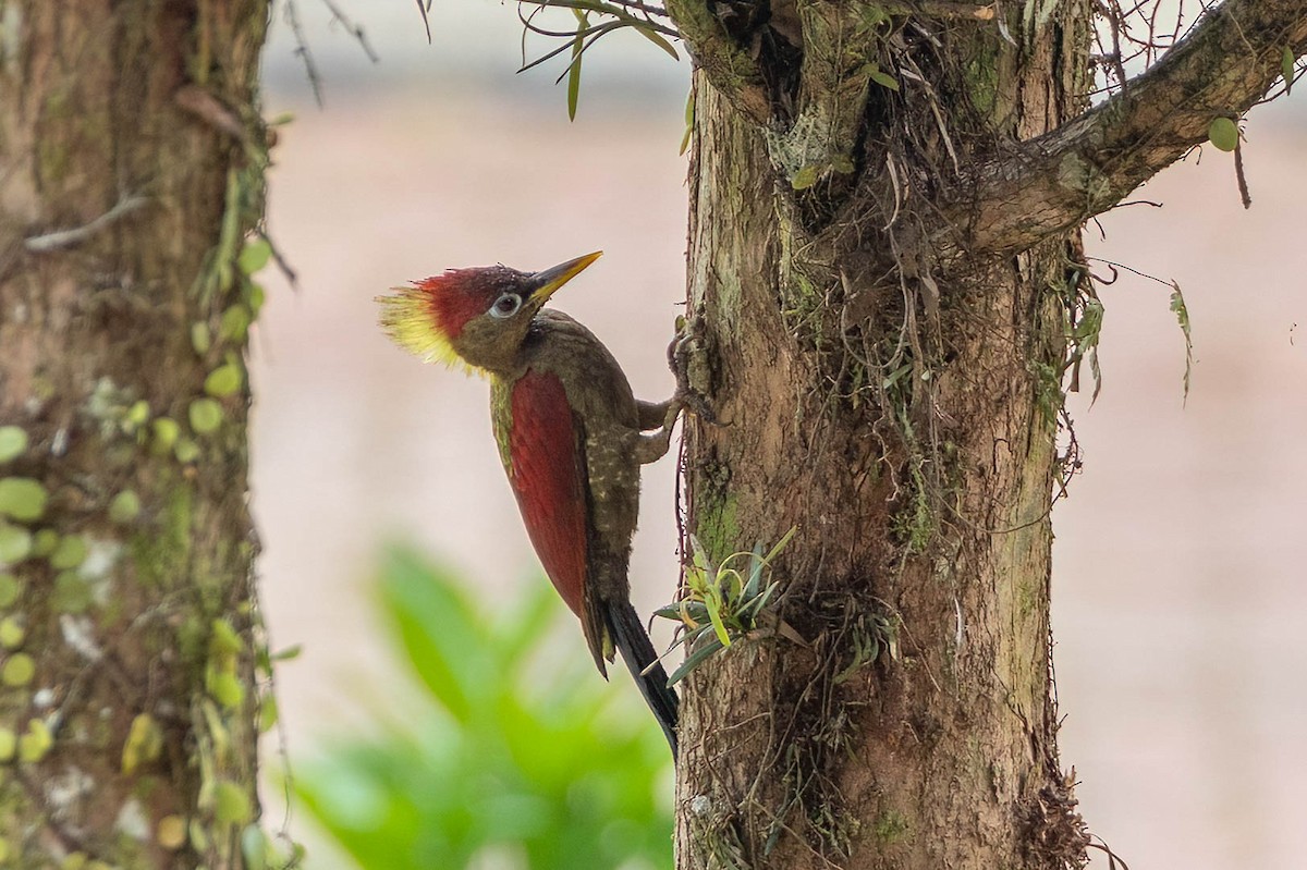 Pito Alirrojo - ML650613261