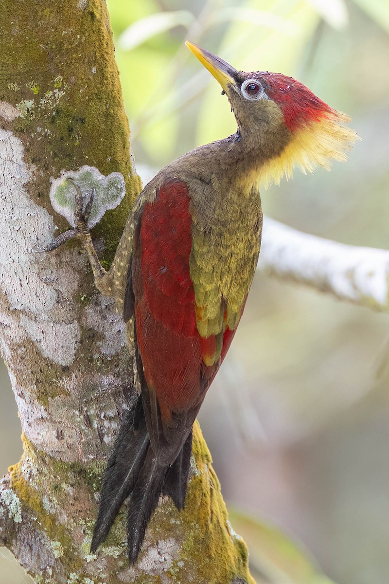 Pito Alirrojo - ML650613262