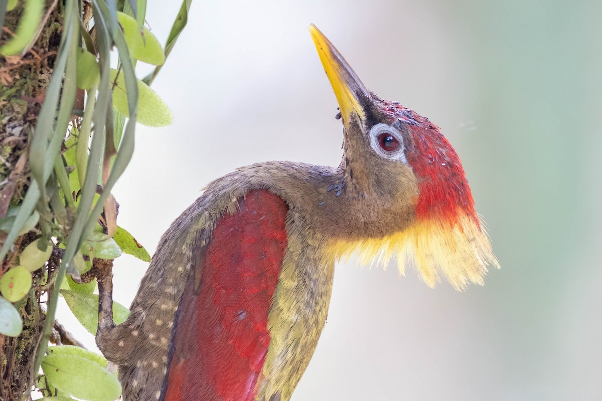 Pito Alirrojo - ML650613263