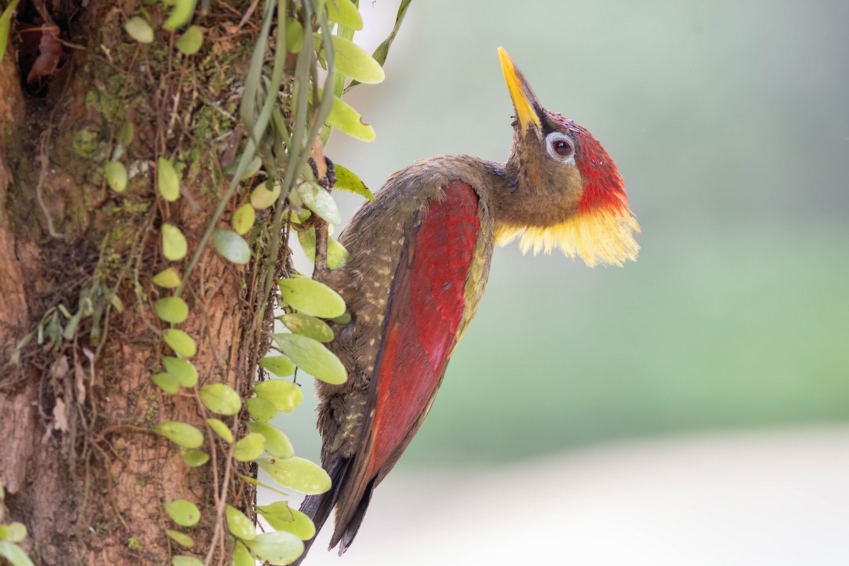 Pito Alirrojo - ML650613264