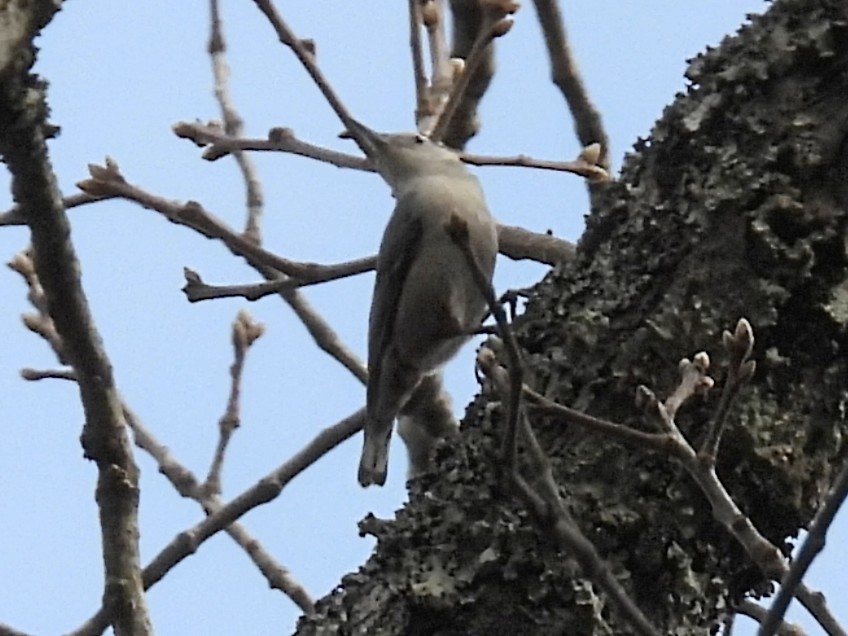 White-breasted Nuthatch - ML650613302