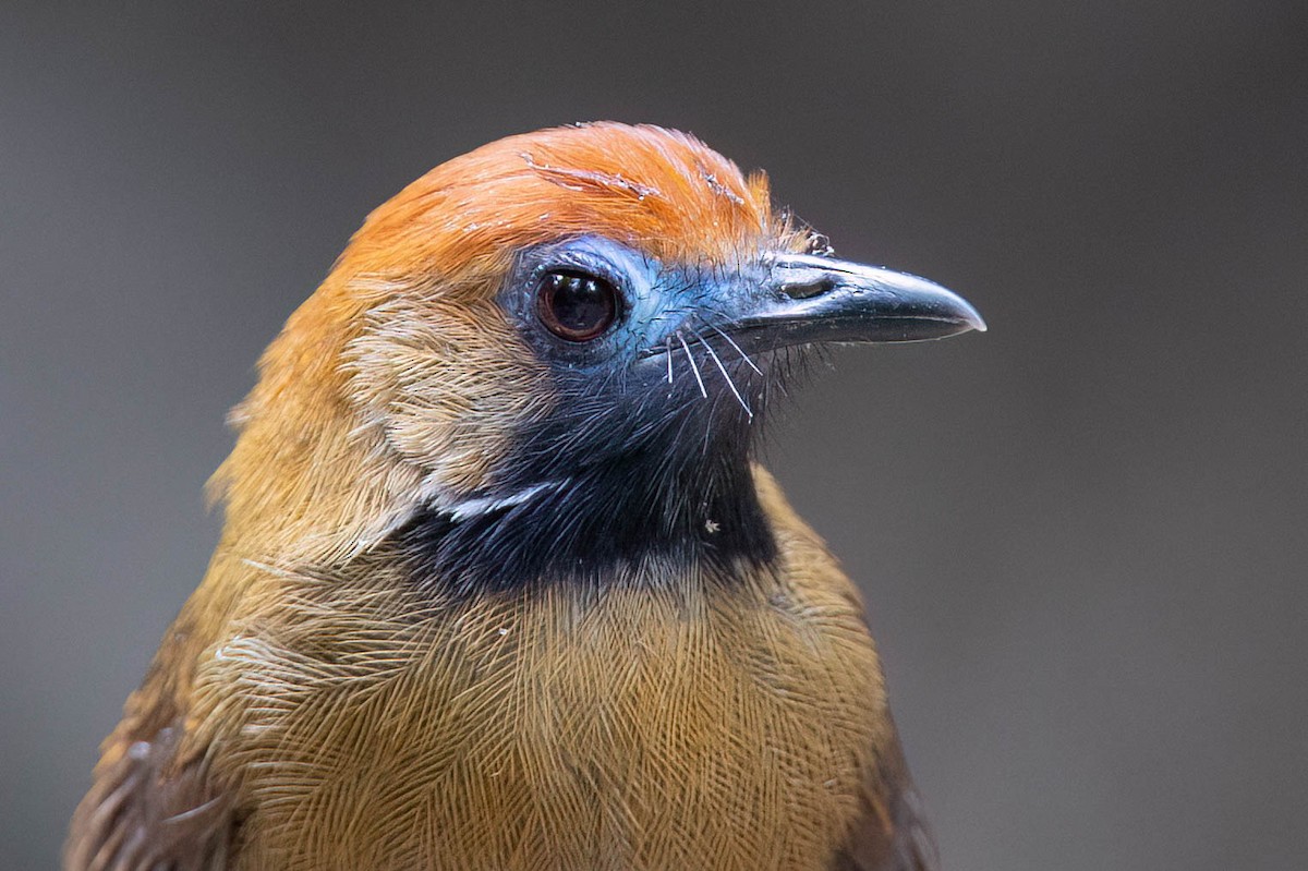 Timalí Piloso - ML650613303